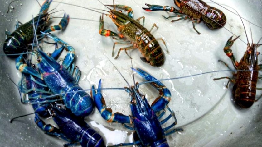 Tips Bisnis menjanjikan Budidaya Lobster untuk Pemula = Budidaya lobster air tawar merupakan salah satu bisnis rumahan yang masih menjanjikan dan berpotensi menghasilkan cuan